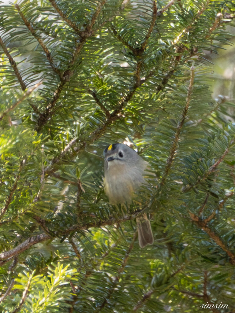 奥日光　キクイタダキ