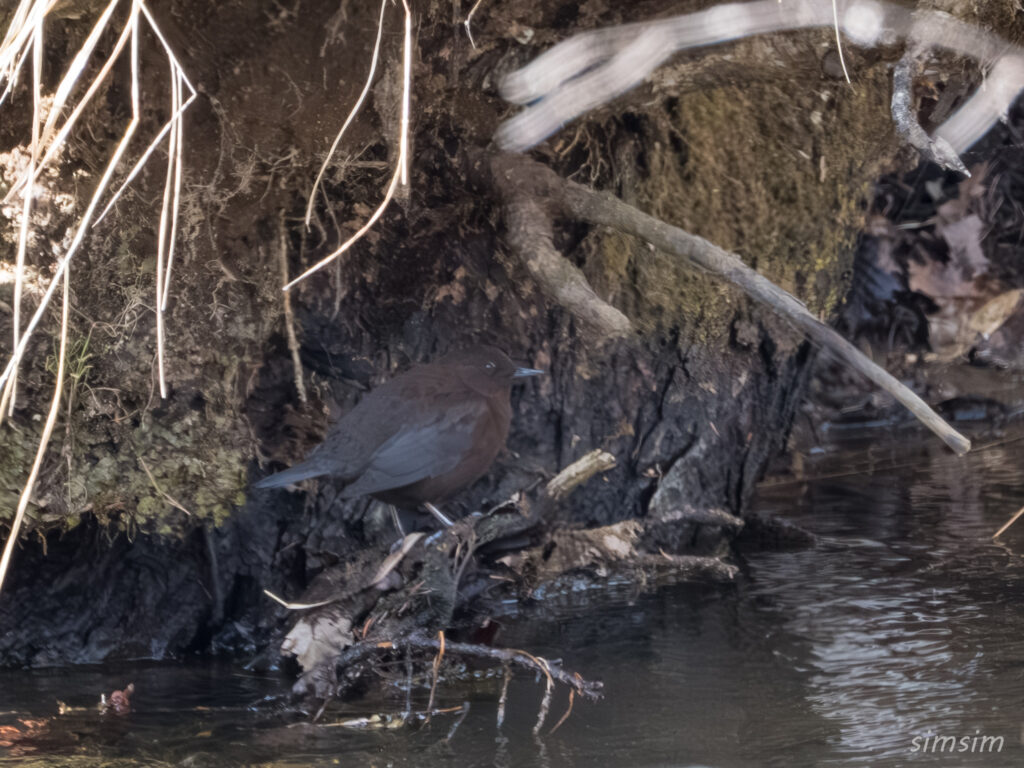 奥日光　カワガラス
