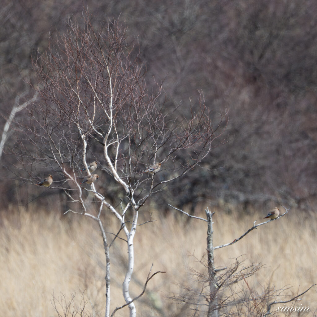 奥日光　ヒレンジャク