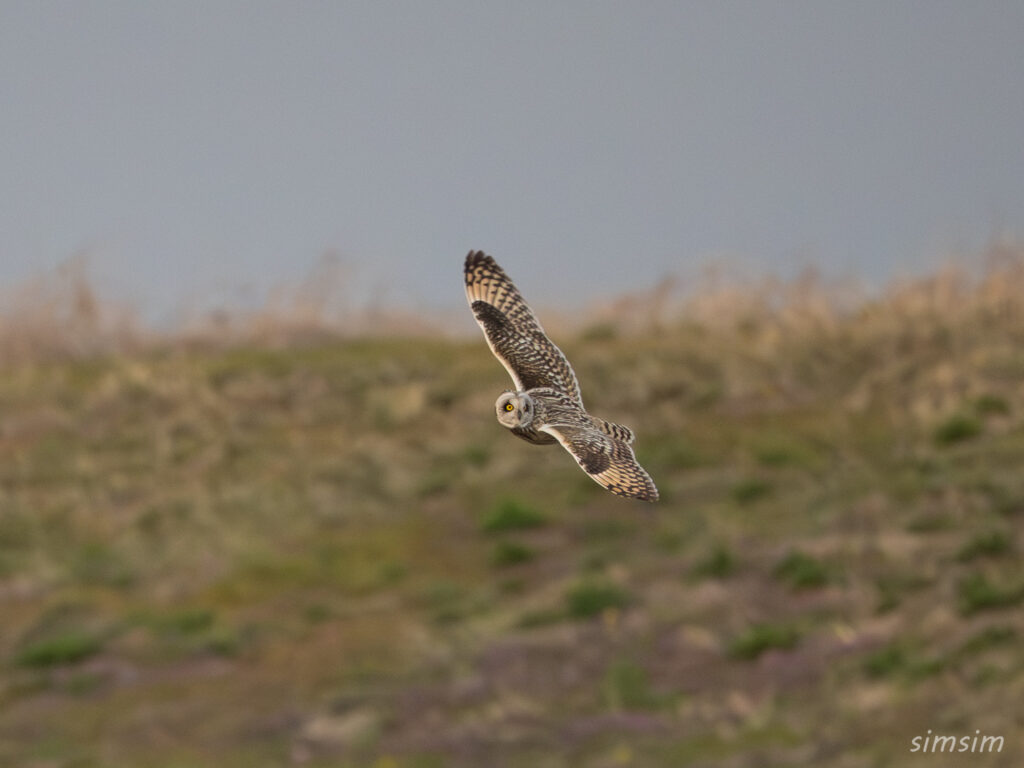 コミミズク　埼玉の農耕地