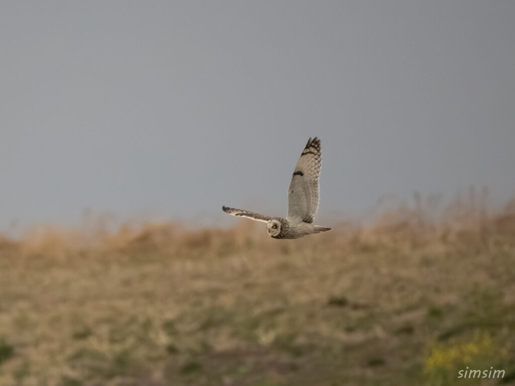 コミミズク　埼玉の農耕地