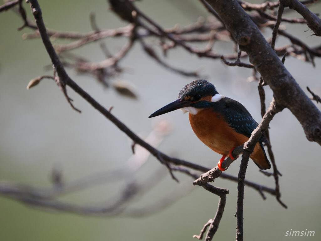 カワセミ　都内の公園