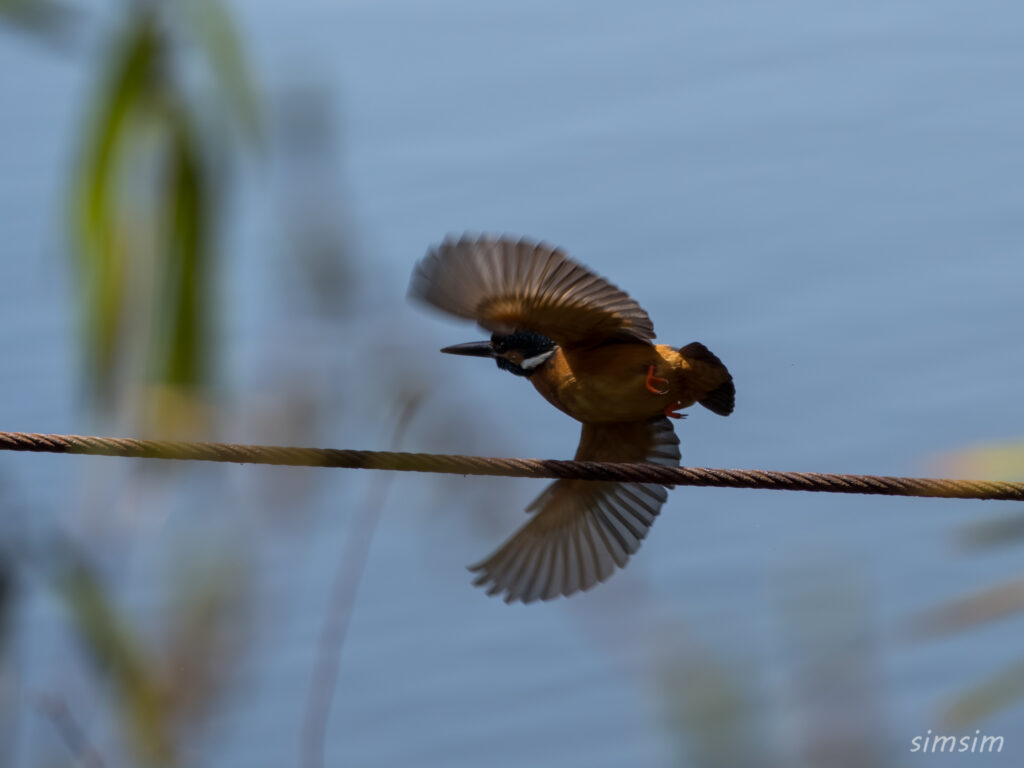 カワセミ　都内の公園