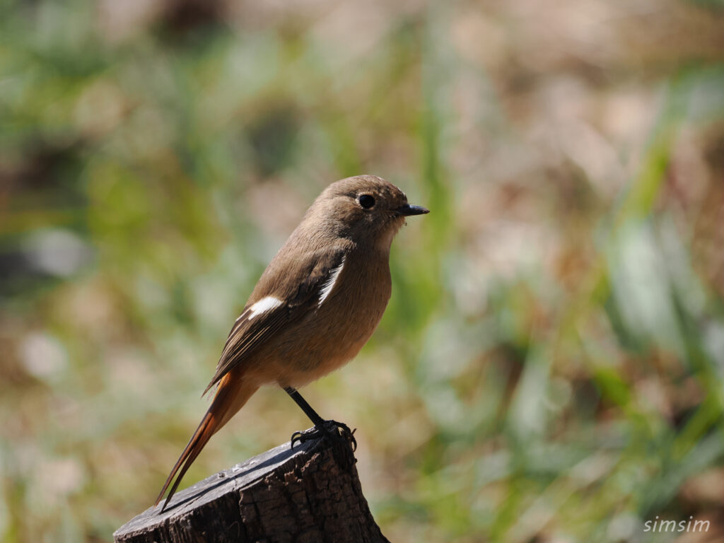 ジョウビタキ　都内の公園