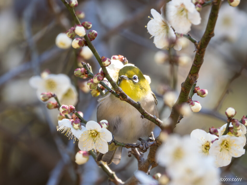 メジロ　横浜の公園