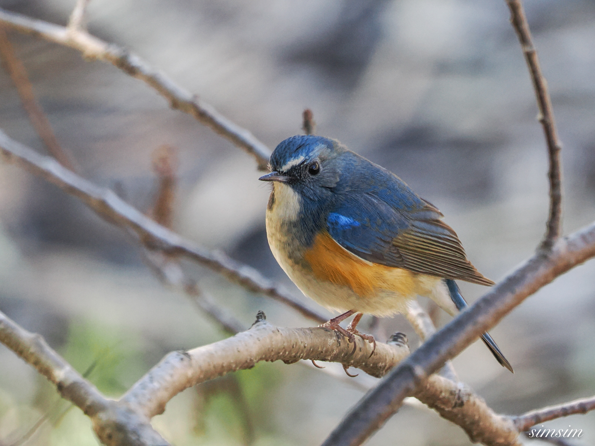 ルリビタキ　横浜の公園