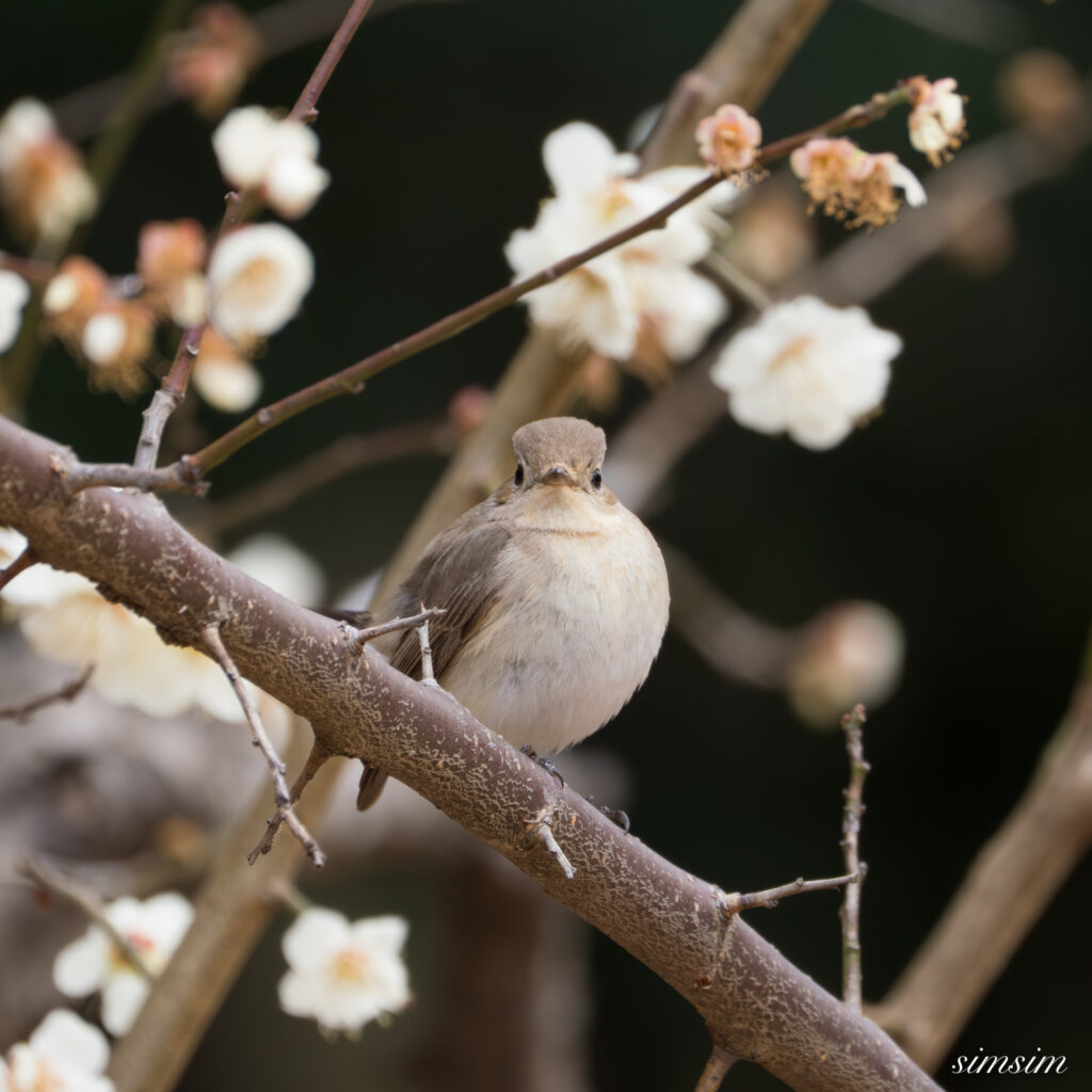 ニシオジロビタキ 都内の公園