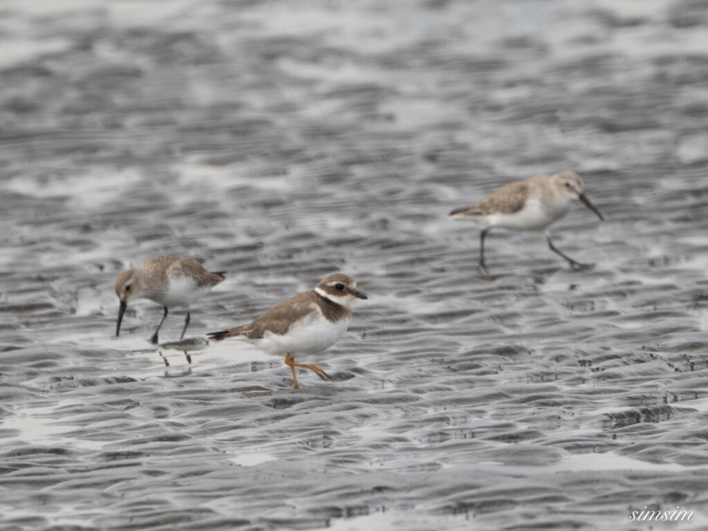 ハジロコチドリ 都内の公園
