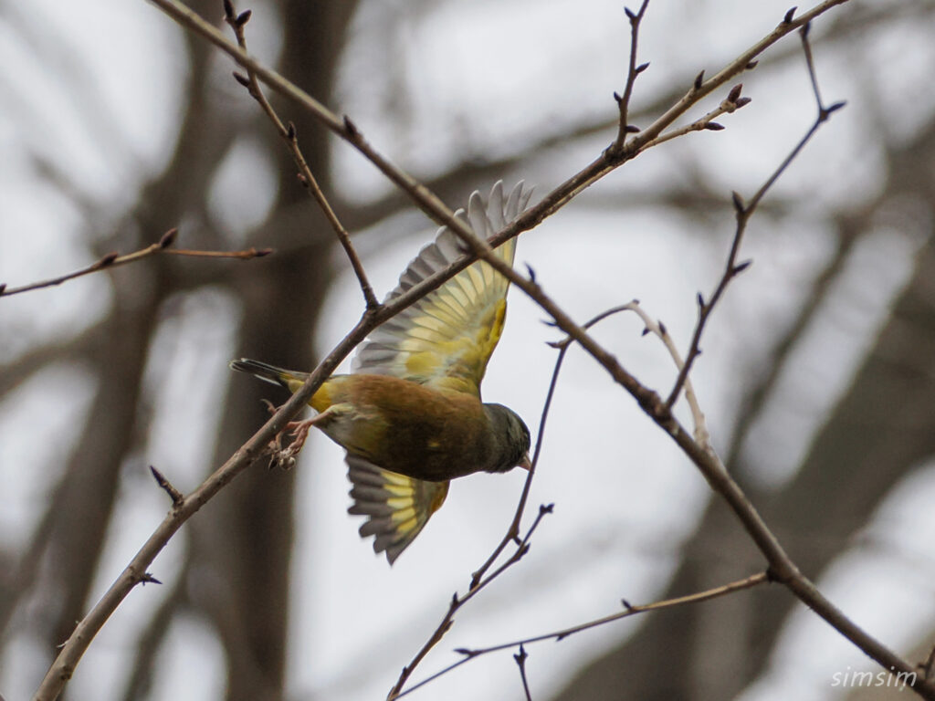 カワラヒワ　都内の公園