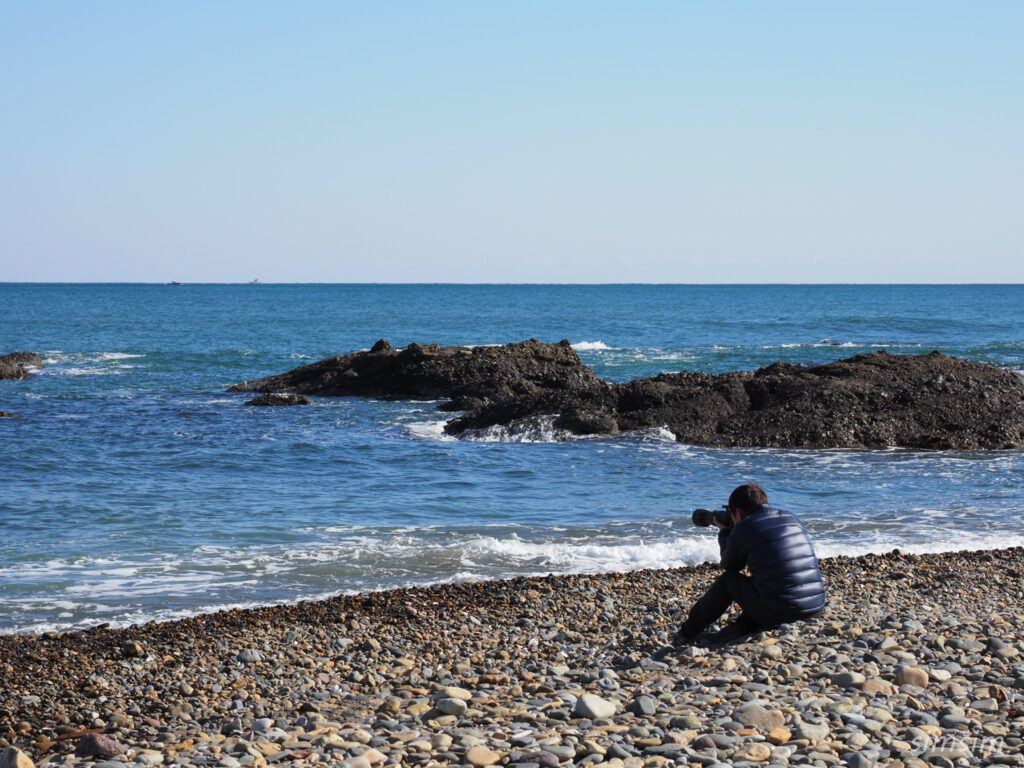 大洗海岸　野鳥撮影