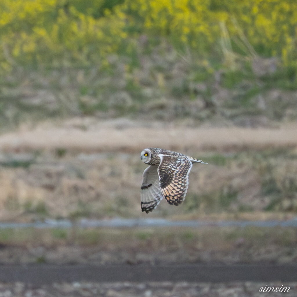 コミミズク 埼玉の農耕地