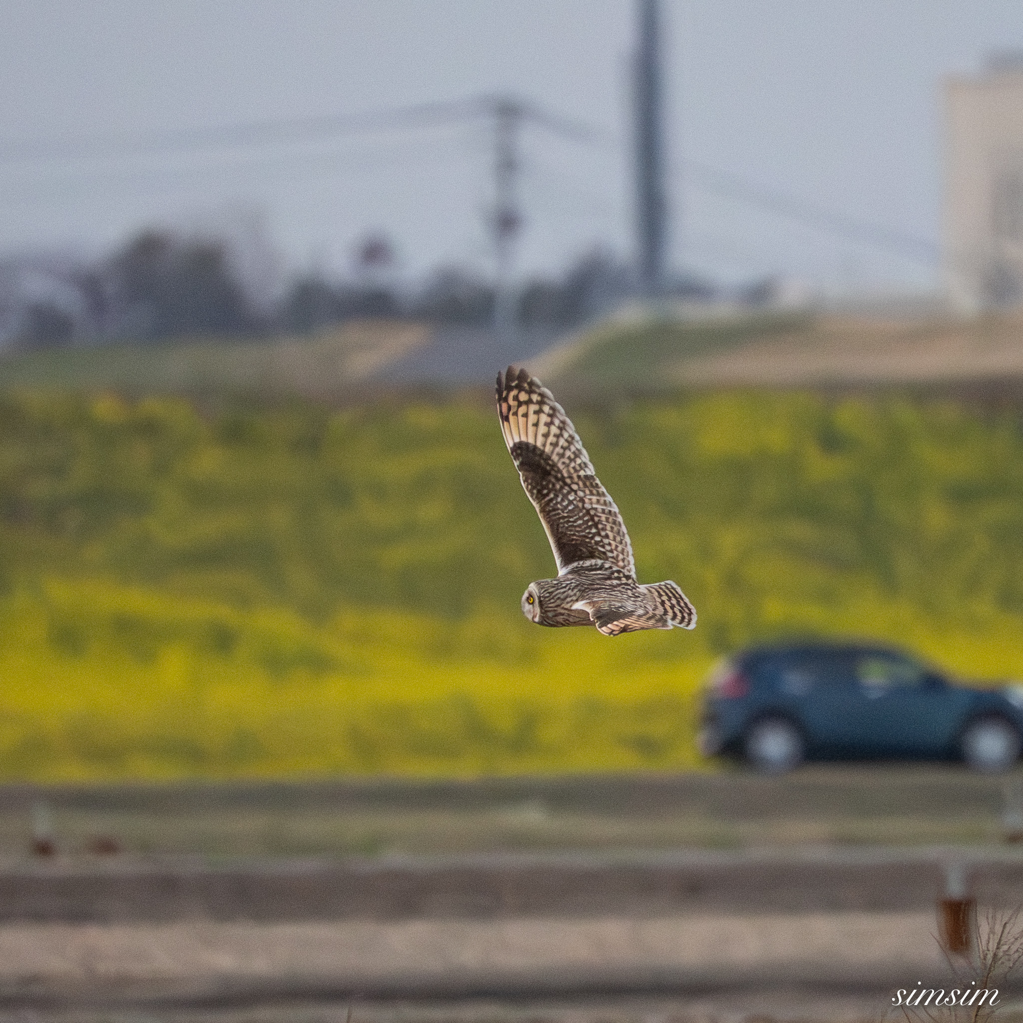 コミミズク　埼玉の農耕地