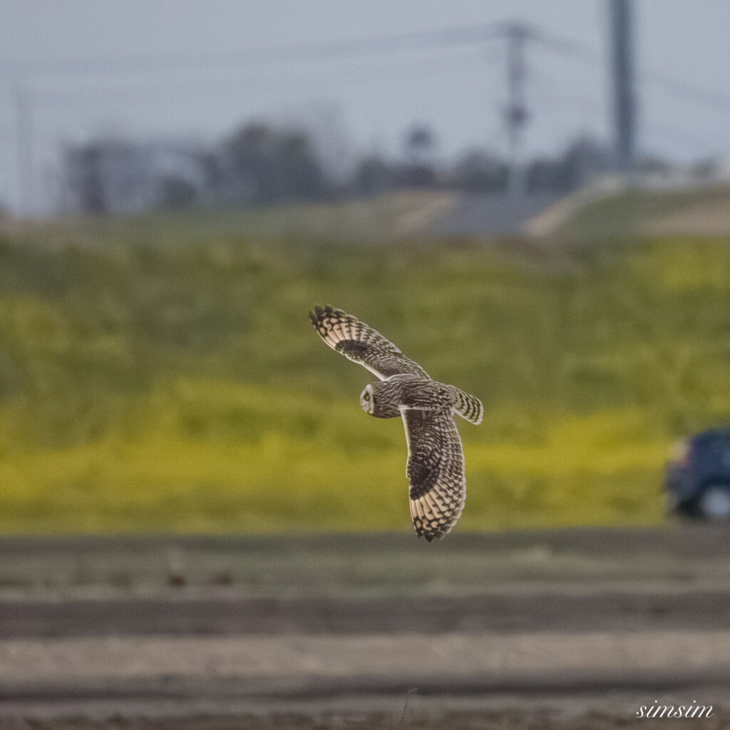 コミミズク 埼玉の農耕地