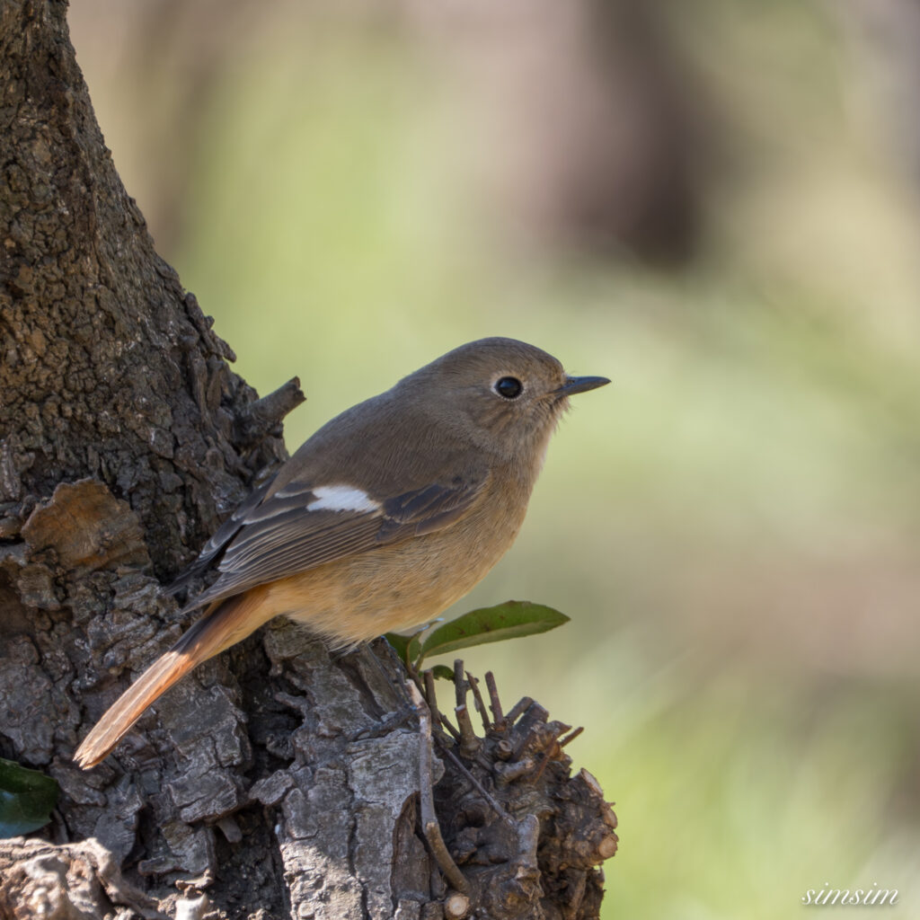 ジョウビタキ 都内の公園