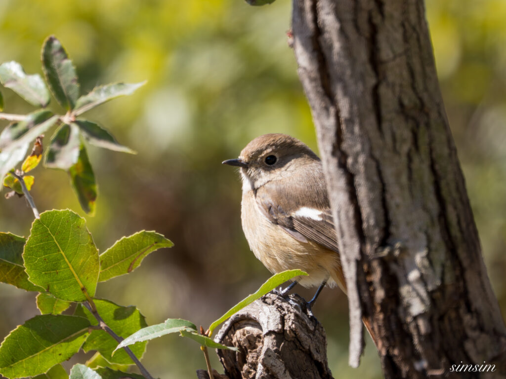 ジョウビタキ 都内の公園