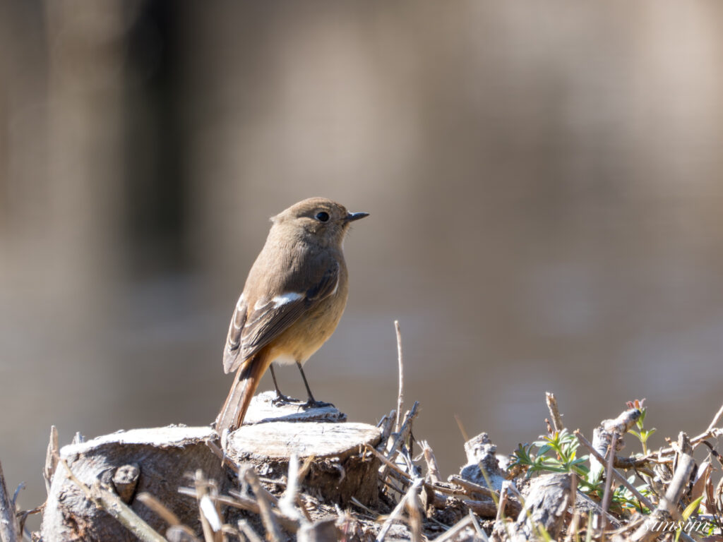 ジョウビタキ 都内の公園