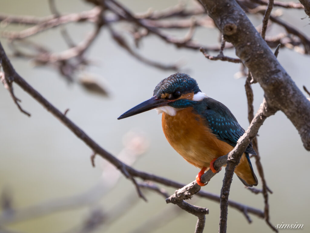 カワセミ 都内の公園