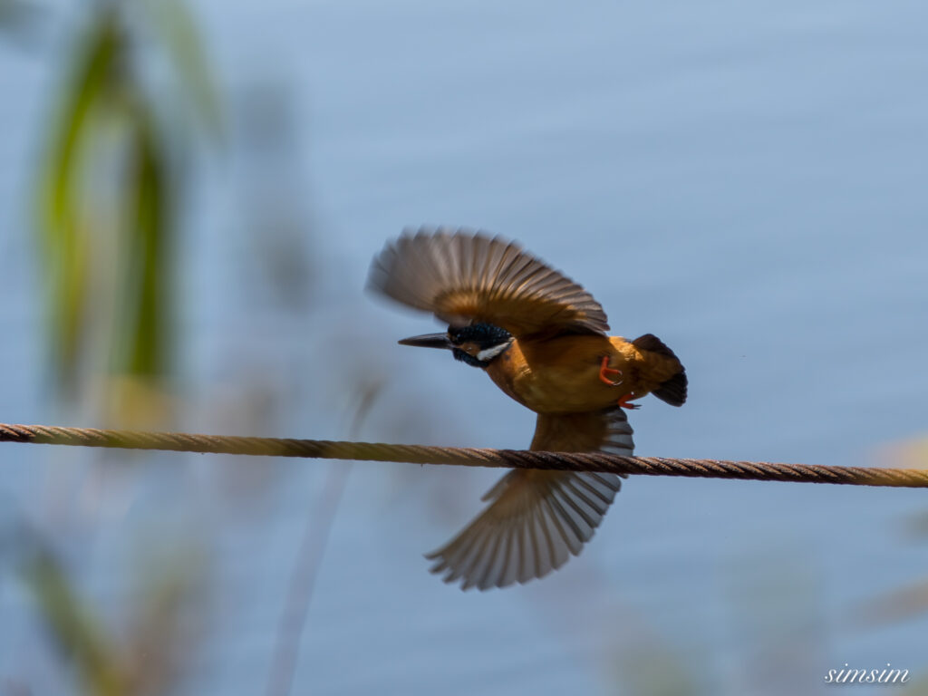 カワセミ 都内の公園