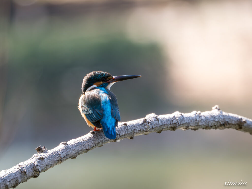 カワセミ 都内の公園