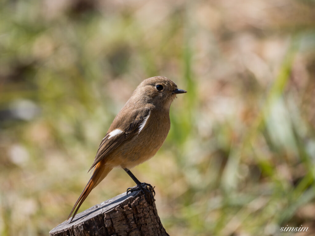 ジョウビタキ 都内の公園
