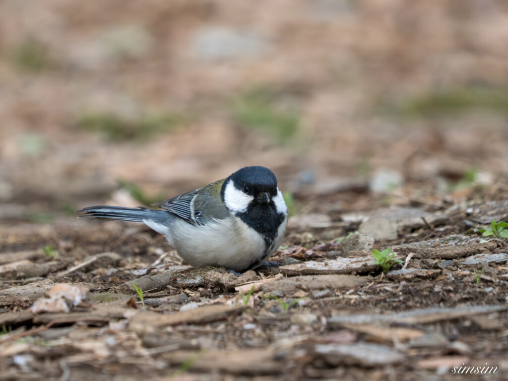 シジュウカラ 都内の公園