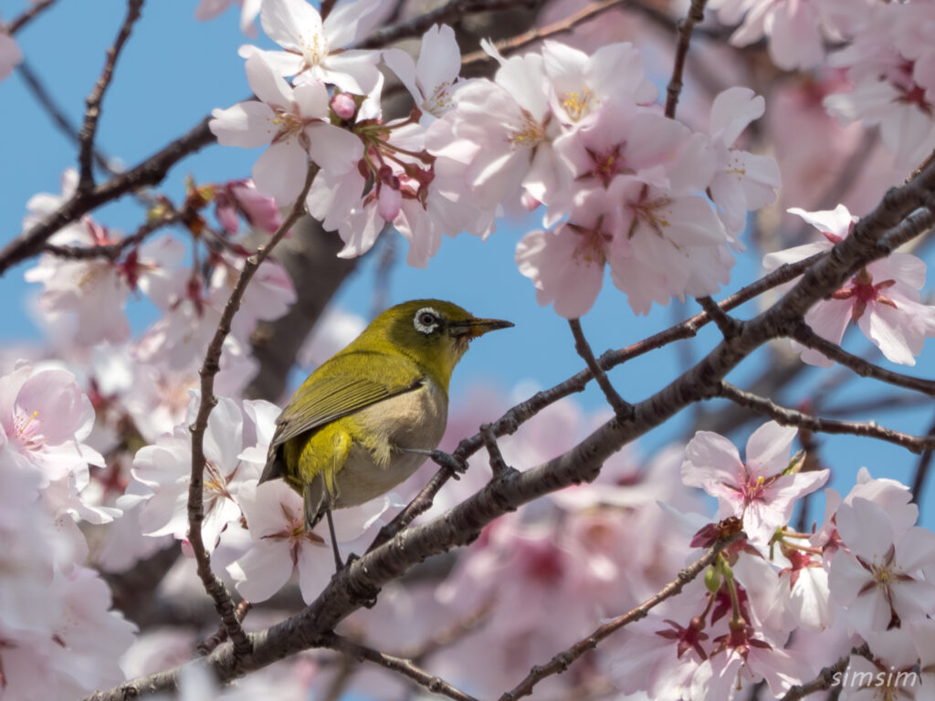 桜とメジロ　都内の公園