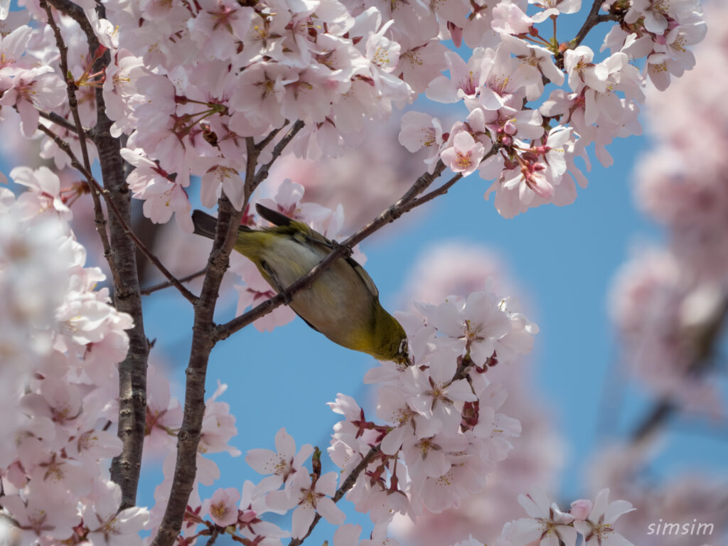 桜とメジロ　都内の公園