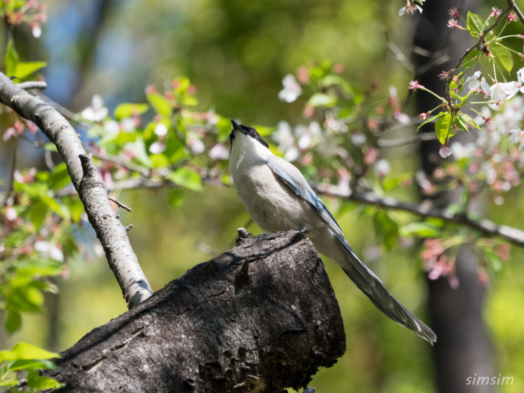 桜とオナガ 都内の公園