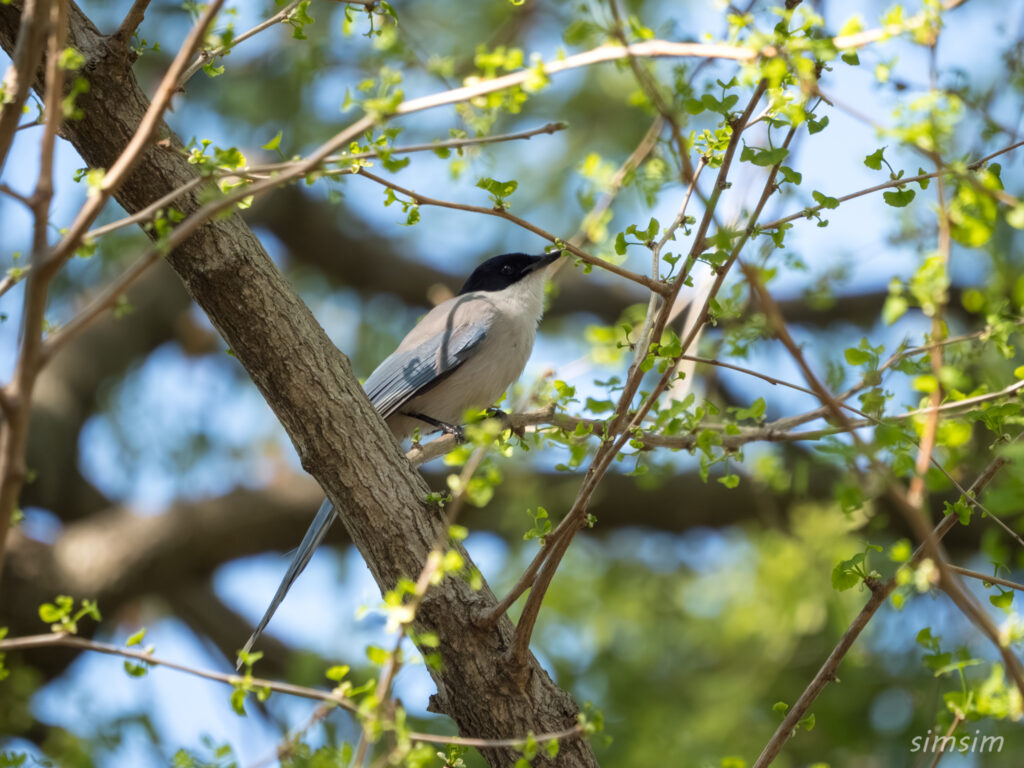 新緑とオナガ 都内の公園
