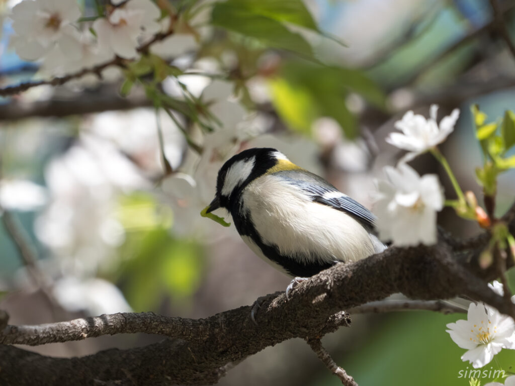 桜とシジュウカラ　都内の公園