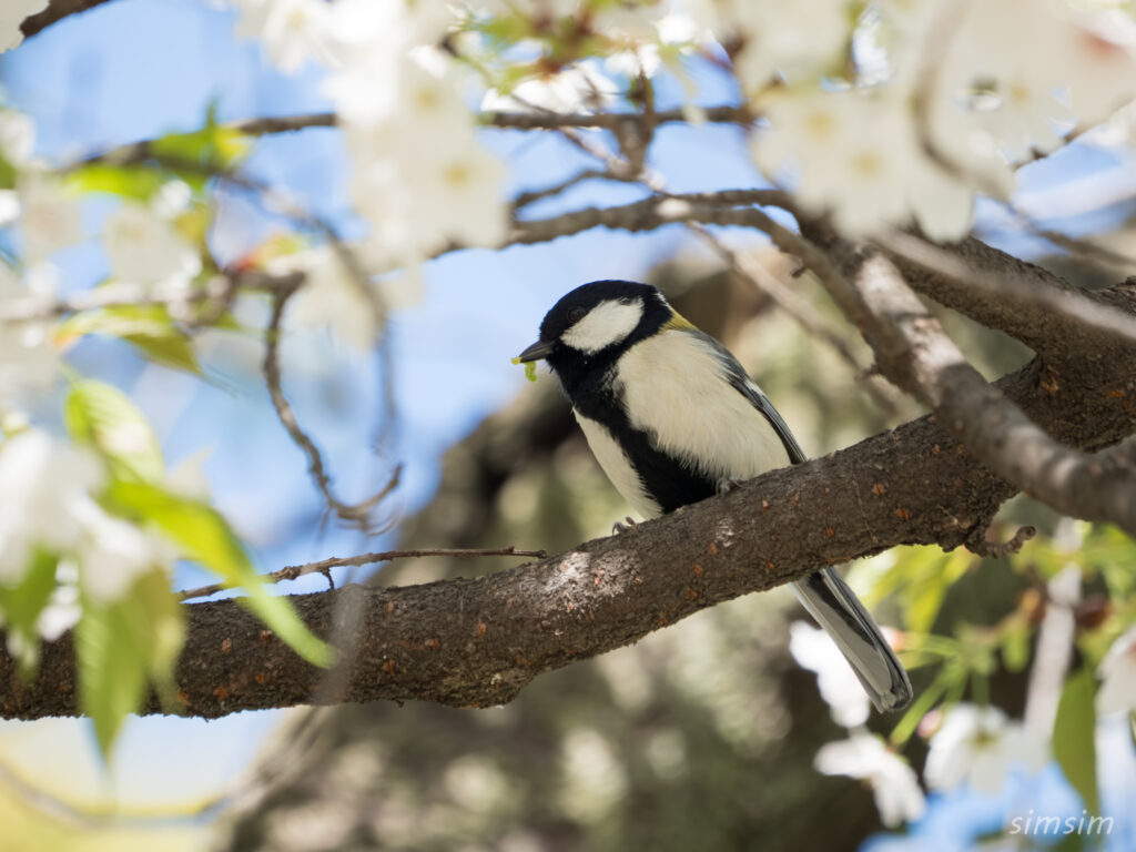 桜とシジュウカラ 都内の公園