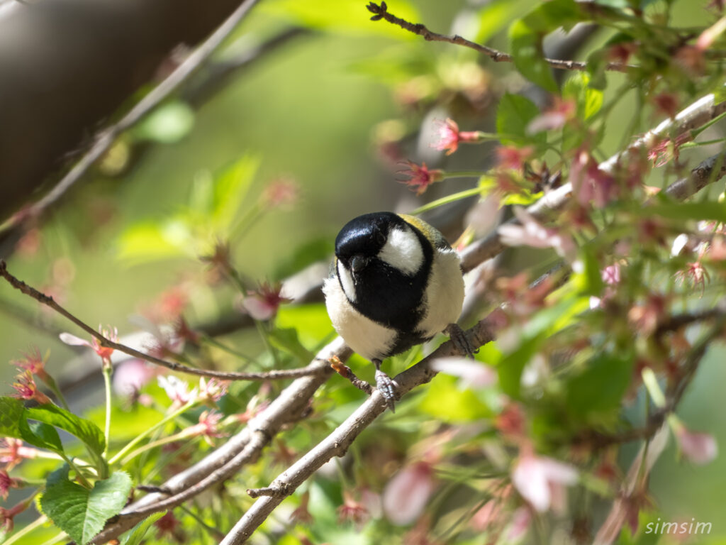 桜とシジュウカラ 都内の公園