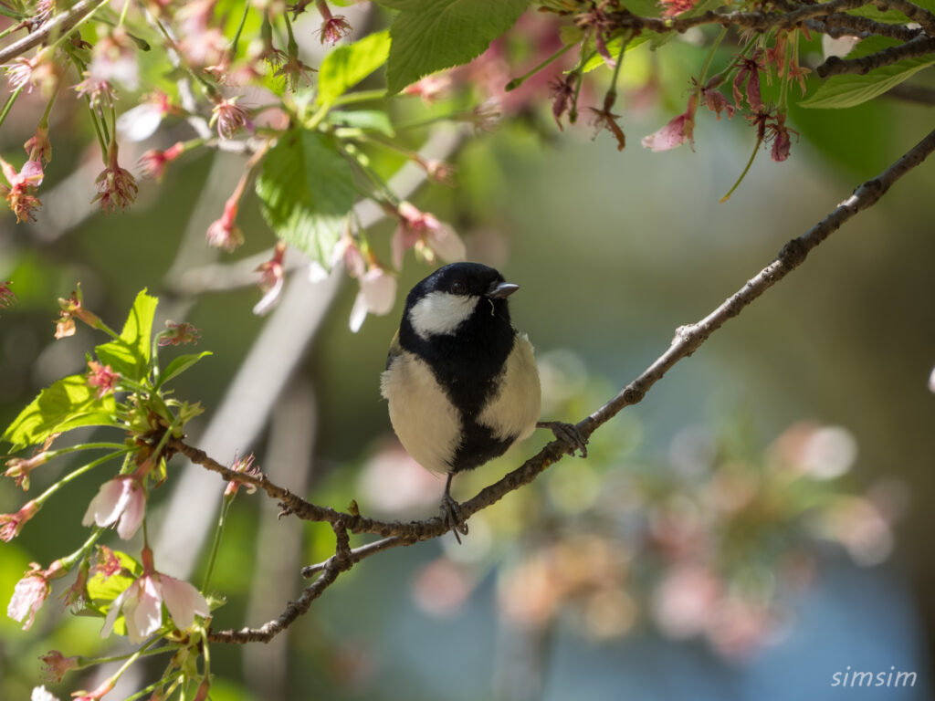 桜とシジュウカラ 都内の公園