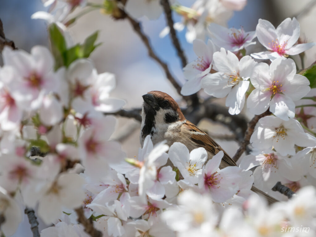 桜とスズメ 都内の公園