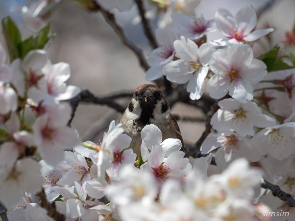 桜とスズメ 都内の公園