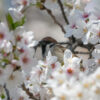 桜とスズメ　都内の公園