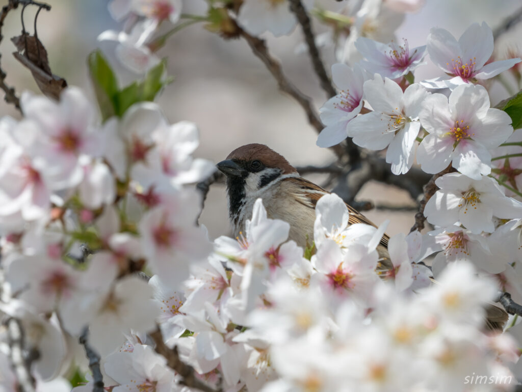 桜とスズメ 都内の公園
