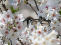 桜とスズメ 都内の公園