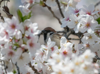 桜とスズメ　都内の公園