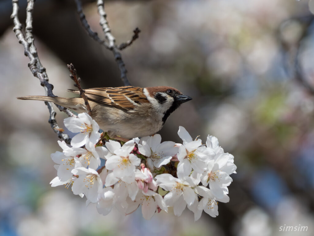 桜とスズメ 都内の公園