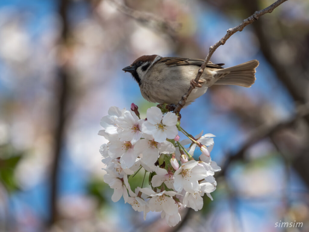 桜とスズメ 都内の公園