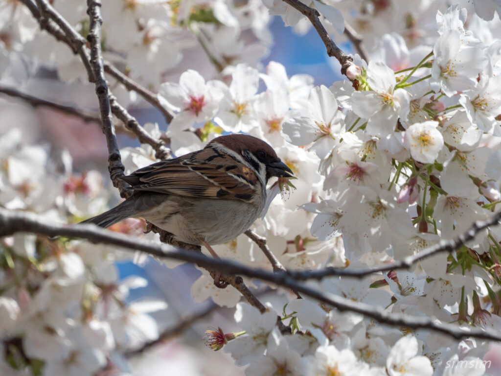 桜とスズメ　都内の公園