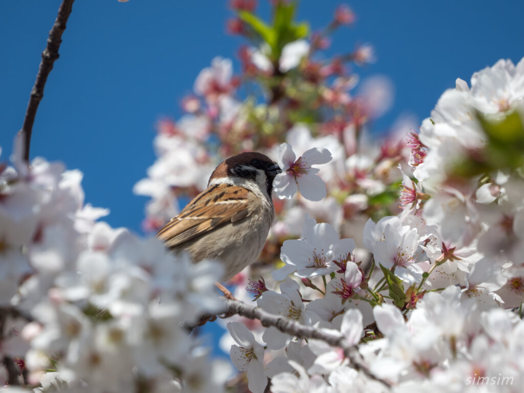 桜とスズメ　都内の公園