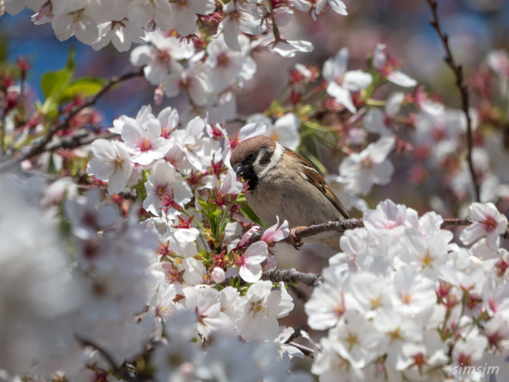 桜とスズメ 都内の公園