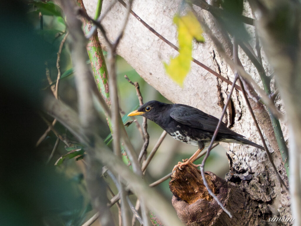 三宅島　クロツグミ
