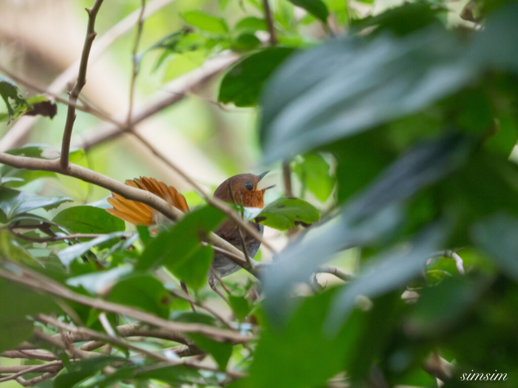 三宅島　タネコマドリ