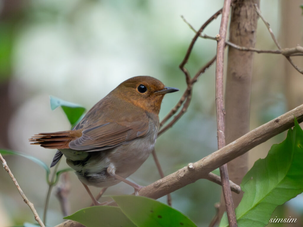 三宅島　タネコマドリ