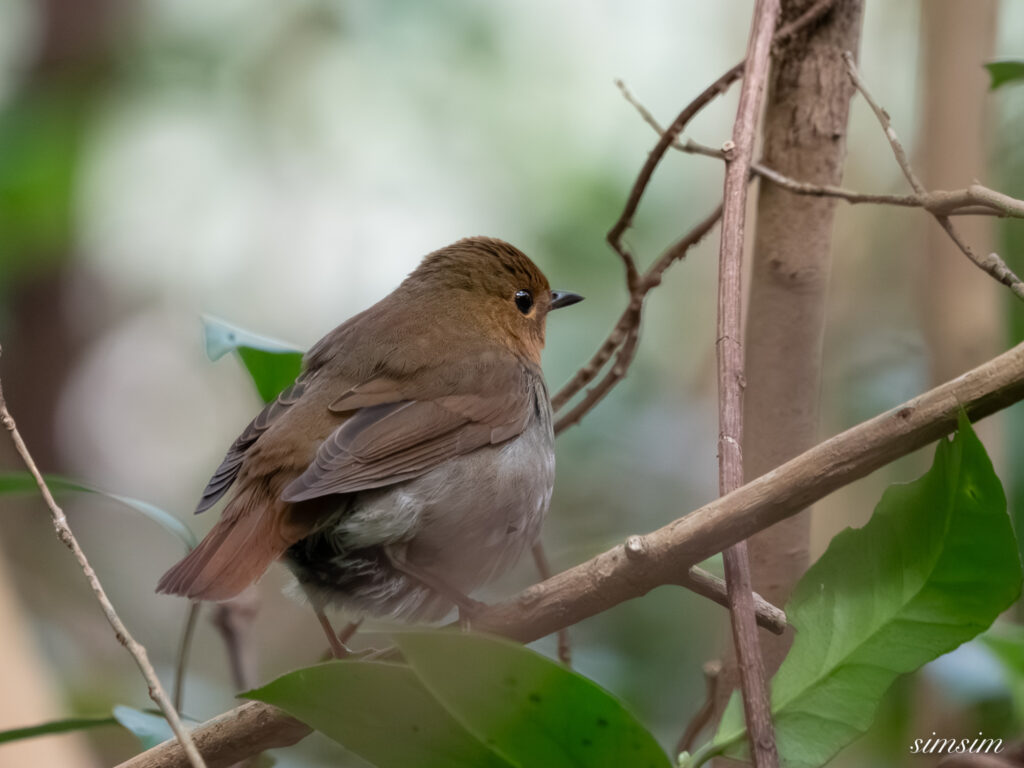 三宅島　タネコマドリ