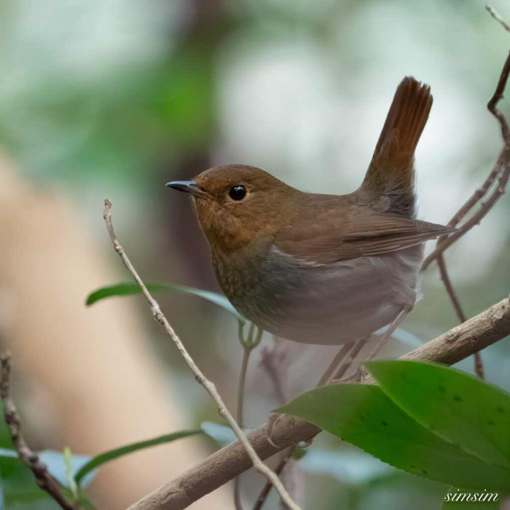 三宅島　タネコマドリ