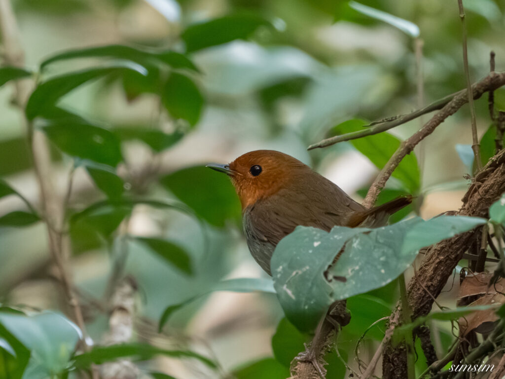 三宅島　タネコマドリ